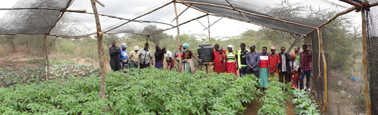 5. Ivovoani groep in een netkas met tomatenplanten (juni 2019)