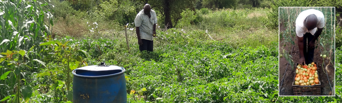 Deze boer verbouwd al een aantal jaar tomaten - Kyambuli stream (2017 en 2019)
